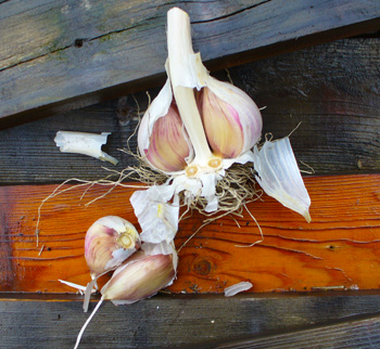 Georgain Crystal garlic cloves by susan Fluegel at Grey Duck Garlic